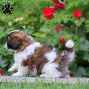 Bryson, Shih Tzu Mix Puppy