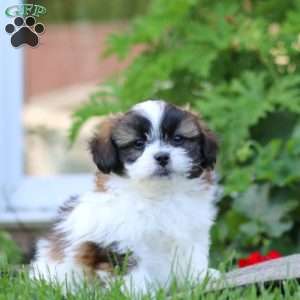 Bryson, Shih Tzu Mix Puppy