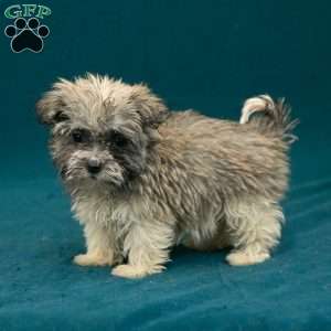 Bryson, Havanese Puppy