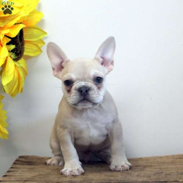 Bucky, French Bulldog Puppy