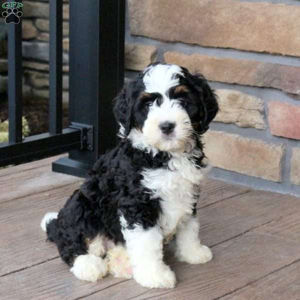 Bucky, Mini Bernedoodle Puppy