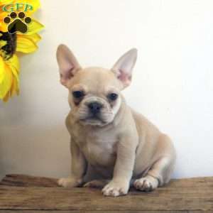Bucky, French Bulldog Puppy