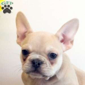 Bucky, French Bulldog Puppy