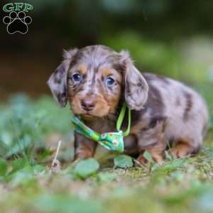 Buddy, Dachshund Puppy