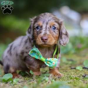 Buddy, Dachshund Puppy