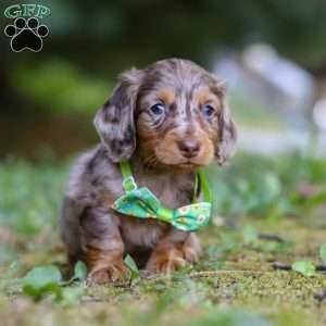 Buddy, Dachshund Puppy