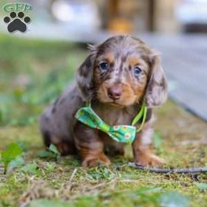 Buddy, Dachshund Puppy