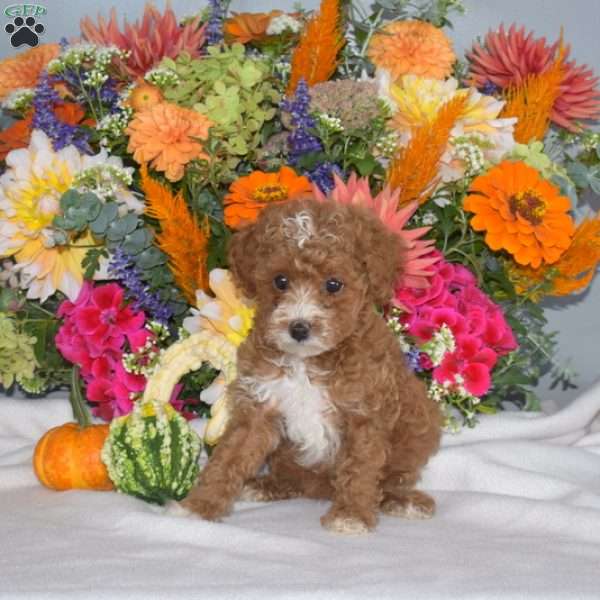 Buddy, Toy Poodle Puppy