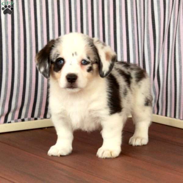 Buddy, Welsh Corgi Mix Puppy