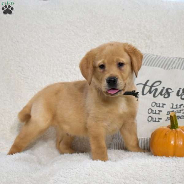 Buddy, Yellow Labrador Retriever Puppy