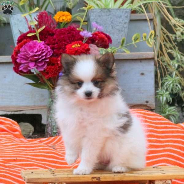 Buddy, Pomeranian Puppy