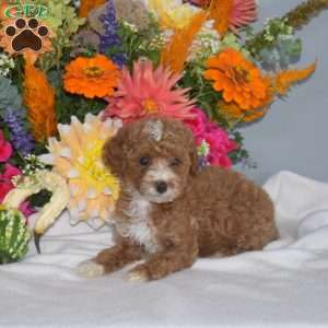Buddy, Toy Poodle Puppy