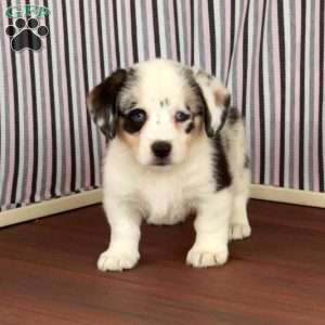 Buddy, Welsh Corgi Mix Puppy