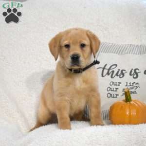 Buddy, Yellow Labrador Retriever Puppy