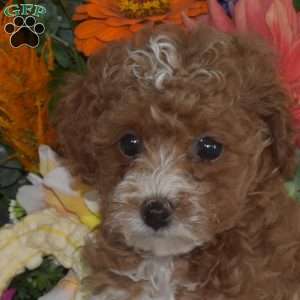 Buddy, Toy Poodle Puppy