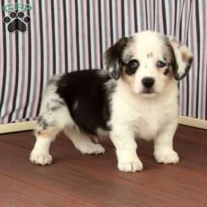 Buddy, Welsh Corgi Mix Puppy