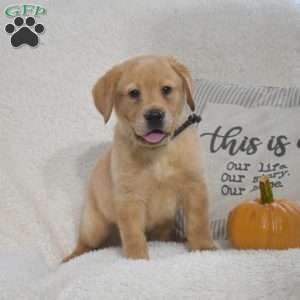 Buddy, Yellow Labrador Retriever Puppy