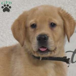 Buddy, Yellow Labrador Retriever Puppy