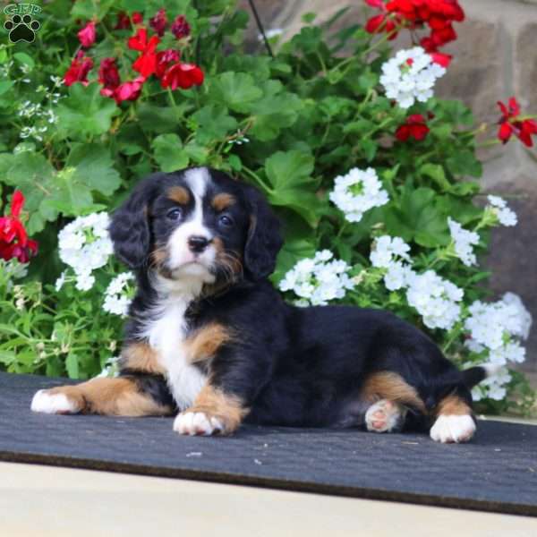 Buddy, Miniature Bernese Mountain Dog Puppy