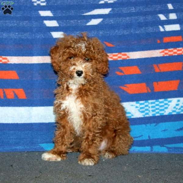 Buddy, Toy Poodle Puppy