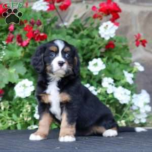 Buddy, Miniature Bernese Mountain Dog Puppy