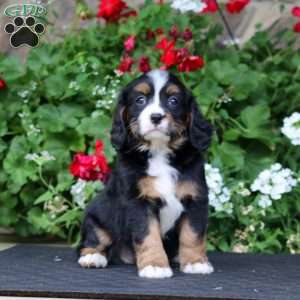 Buddy, Miniature Bernese Mountain Dog Puppy
