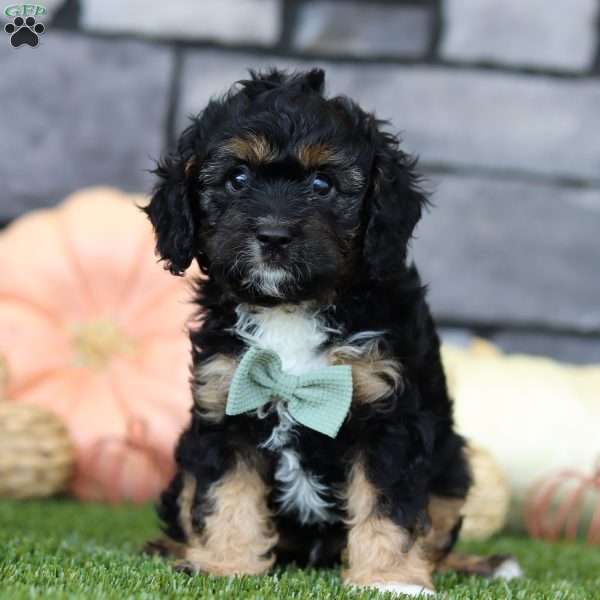 Buddy, Cavapoo Puppy