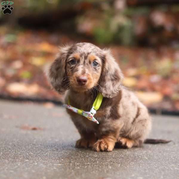 Buddy, Dachshund Puppy
