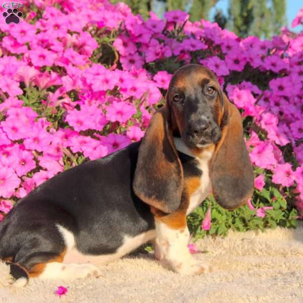 Buffy, Basset Hound Puppy