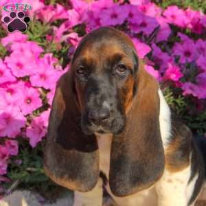 Buffy, Basset Hound Puppy