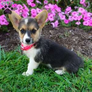 Bunny, Pembroke Welsh Corgi Puppy