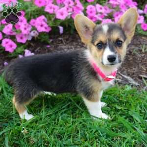 Bunny, Pembroke Welsh Corgi Puppy