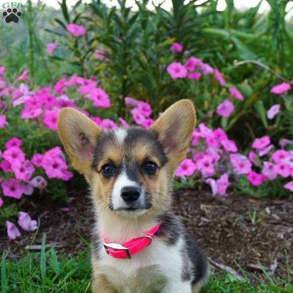 Bunny, Pembroke Welsh Corgi Puppy