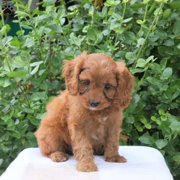 Buster, Cavapoo Puppy