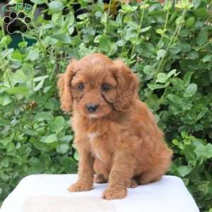 Buster, Cavapoo Puppy
