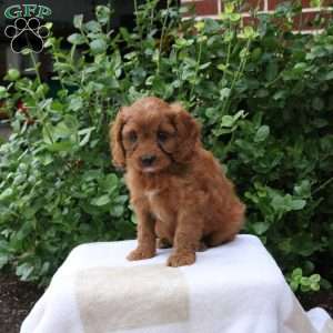 Buster, Cavapoo Puppy