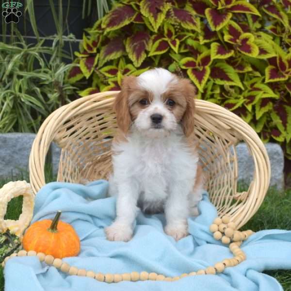 Buttercup, Cavapoo Puppy