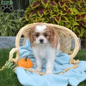 Buttercup, Cavapoo Puppy