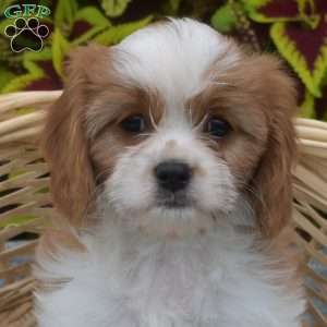 Buttercup, Cavapoo Puppy