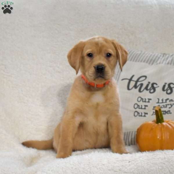 Butterscotch, Yellow Labrador Retriever Puppy