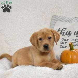 Butterscotch, Yellow Labrador Retriever Puppy
