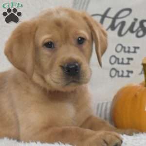 Butterscotch, Yellow Labrador Retriever Puppy