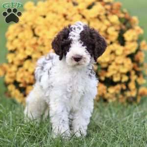 Tompsom, Sheepadoodle Puppy