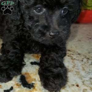 Casper, Toy Poodle Puppy