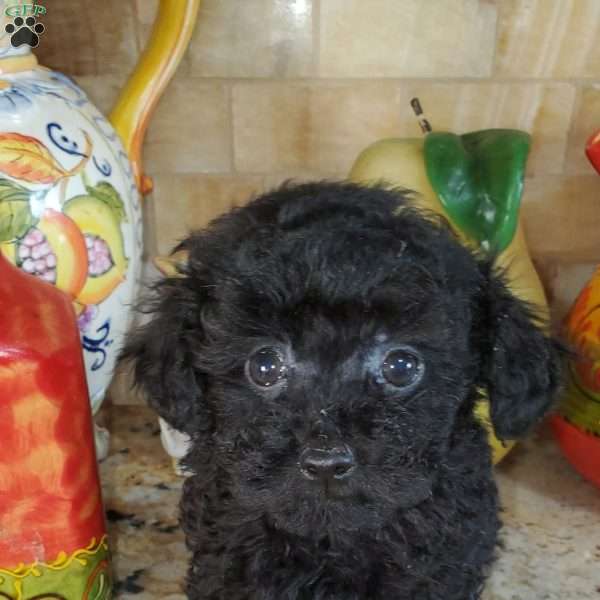 Casper, Toy Poodle Puppy