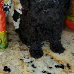Casper, Toy Poodle Puppy