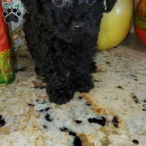Casper, Toy Poodle Puppy