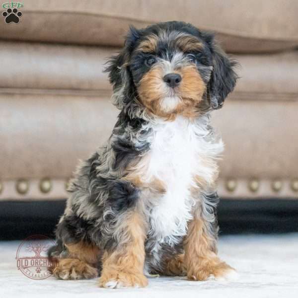 Luke, Cavapoo Puppy