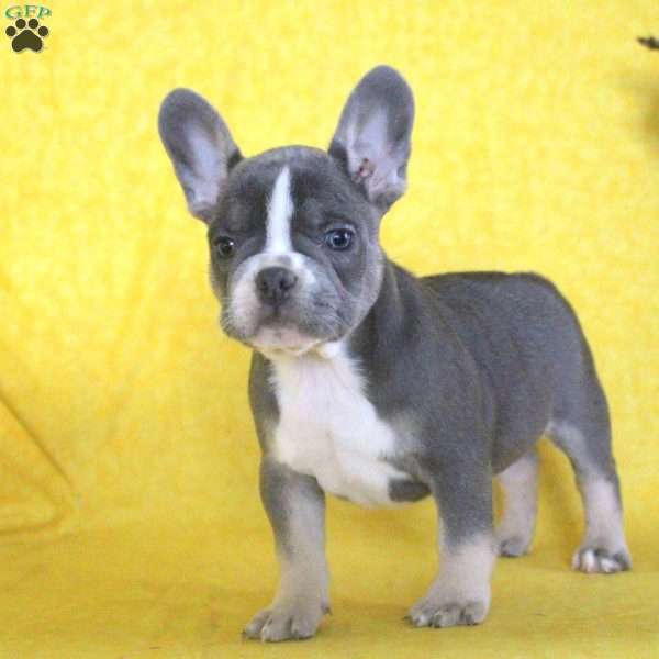 Caleb, French Bulldog Puppy