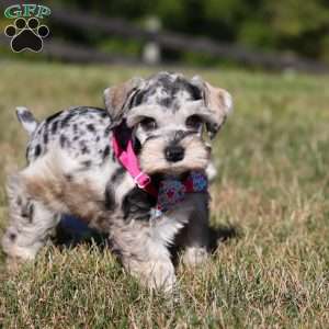 Callie, Miniature Schnauzer Puppy